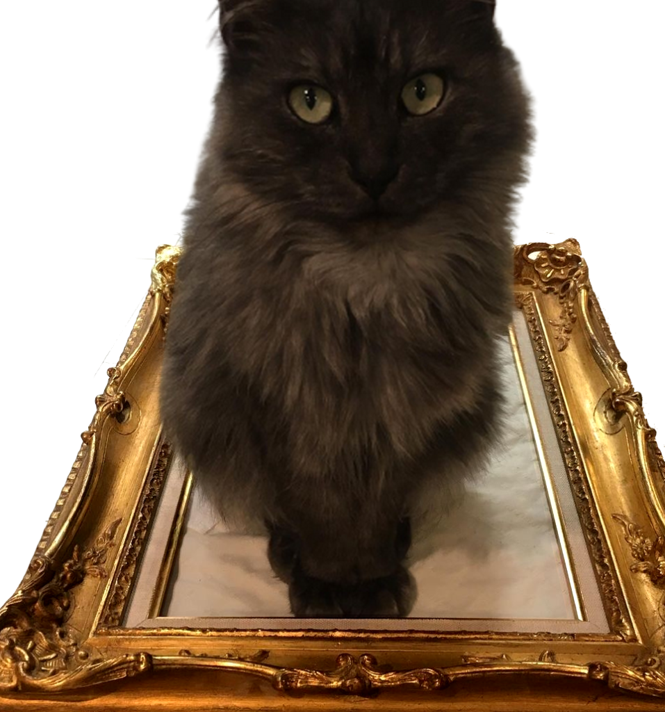 Chat de l'atelier dans un cadre en cours de restauration de dorures